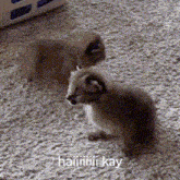 two kittens are standing next to each other on a carpet with the words haiiiiii kay on the bottom .