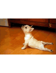Exercise Step Dance GIF