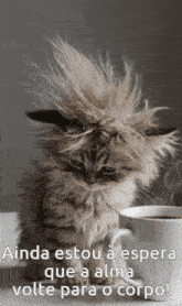 a fluffy kitten sitting next to a cup of coffee with the words ainda estou a espera