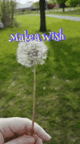 a person holding a dandelion with the words make a wish written above it