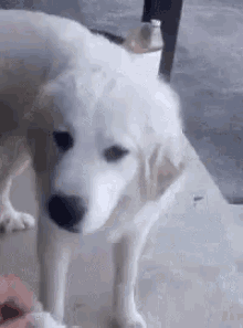 When You Offer Your Dog Food Funny Animals GIF