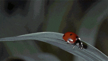 Lady Bug Rolling GIF