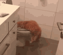 Sick Hungover GIF - Sick Hungover Cat GIFs