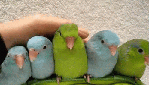 Birds Of A Feather GIF - Birds Of A Feather Birds - Discover & Share GIFs