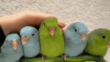 Birds Of A Feather GIF - Birds Of A Feather Birds GIFs
