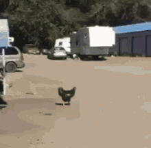 Chicken Walking GIF - Chicken Walking Kettlefaced GIFs
