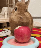 a brown rabbit is eating an apple from a blue bowl .
