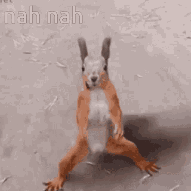 Squirrel Dancing Cute GIF - Squirrel Dancing Cute Funny Animals - Discover  & Share GIFs
