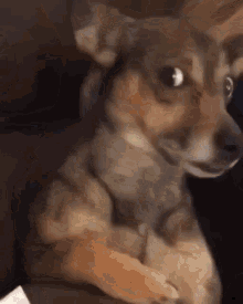 Awkward Dog GIF - Awkward Dog Zoom In GIFs