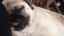 Asleep Cute GIF - Asleep Cute Animal GIFs