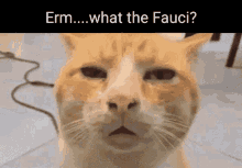 Erm What The Fauci Cat Reaction GIF - Erm What The Fauci Cat Reaction Erm What The Scallop GIFs
