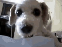 Angry Dog Angry GIF - Angry Dog Angry Limon Papelito GIFs