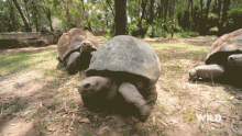 Leading The Race National Geographic GIF