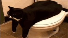Bababooey Cat GIF - Bababooey Cat GIFs