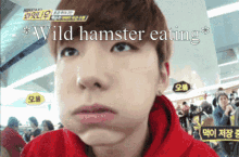 Hamster Cute GIF - Hamster Cute Eat GIFs