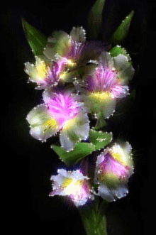 Pretty Flowers GIF - Pretty Flowers Sparkling GIFs