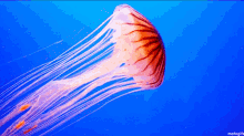 Aquário Jellyfish GIF