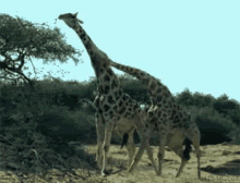 Moves Giraffe GIF