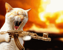 Fast Gun Cat Gun GIF - Fast Gun Gun Cat Gun GIFs