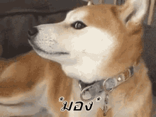 หมาชิบะ มอง อะไร GIF - Shiba Dog Look Looking GIFs