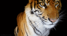 Tiger Stare GIF - Tiger Stare Looking GIFs