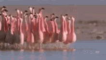 flamingo flamingos sorority group squad