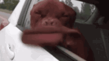 Funny Animals Dog GIF - Funny Animals Dog Lips GIFs