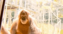 Monkey Ape GIF - Monkey Ape Orangutan GIFs
