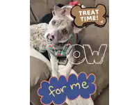 a dog is laying on a couch next to a sign that says treat time wow for me