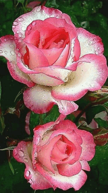White Pink5 Rose GIF