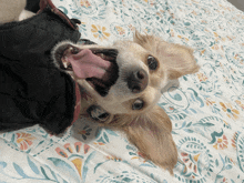 Nala Bat GIF - Nala Bat Cute Dog GIFs