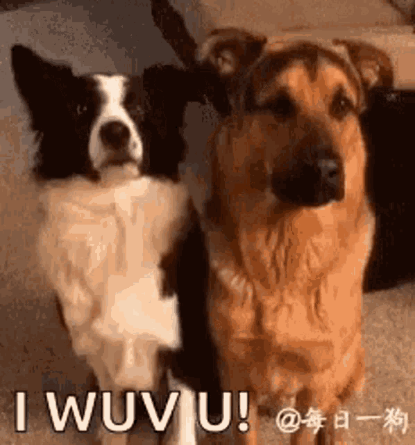 Six Cutest Dogs in love with their couches! Funny Dog GIFs