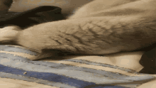 a cat is laying on a bed with a blue and white striped comforter