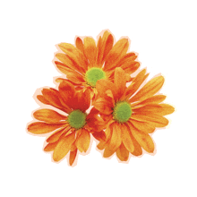 Orange Flowers GIF - Orange Flowers GIFs