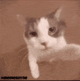 Cat Kiss Meme GIF - Cat Kiss Cat Meme GIFs