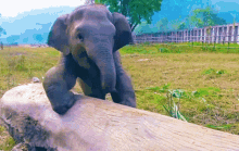 Youdidit Elephant GIF - Youdidit Elephant Baby GIFs