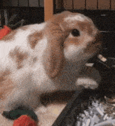 a brown and white rabbit is sitting in a cage next to carrots and shredded paper .