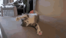 ... GIF - Ninja Cat Spin GIFs