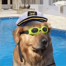 Talking Dog Meme GIF - Talking Dog Meme Sailor Dog GIFs