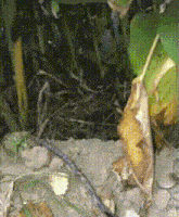 a close up of a plant with a leaf that has fallen off