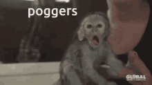 Pog Pogmonkey GIF - Pog Pogmonkey Awesomepog GIFs