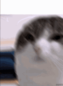 Wawa Wawa Cat GIF - Wawa Wawa Cat Wawatemplate GIFs