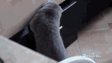 Cat Accused GIF - Cat Accused Caught GIFs