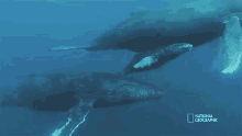 child and mother humpback whale migration shark vs whale family ocean