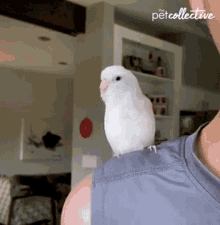 Look Around The Pet Collective GIF - Look Around The Pet Collective Bird GIFs