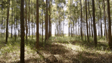 Toby Tso Forest GIF - Toby Tso Forest Nature GIFs