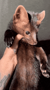 a person with a tattoo on their arm is holding a brown and black furry animal
