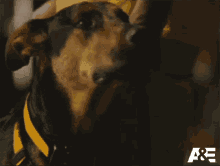Blink Crixus GIF - Blink Crixus Americas Top Dog GIFs