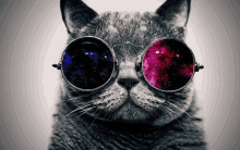Space Cool GIF - Space Cool Cat GIFs