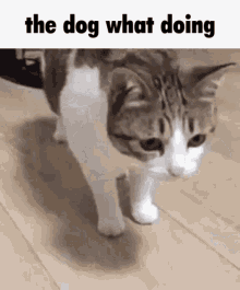 What The Dog Doing This Cat Just J GIF - What The Dog Doing This Cat Just J Blocked GIFs